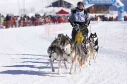Lenk 2013